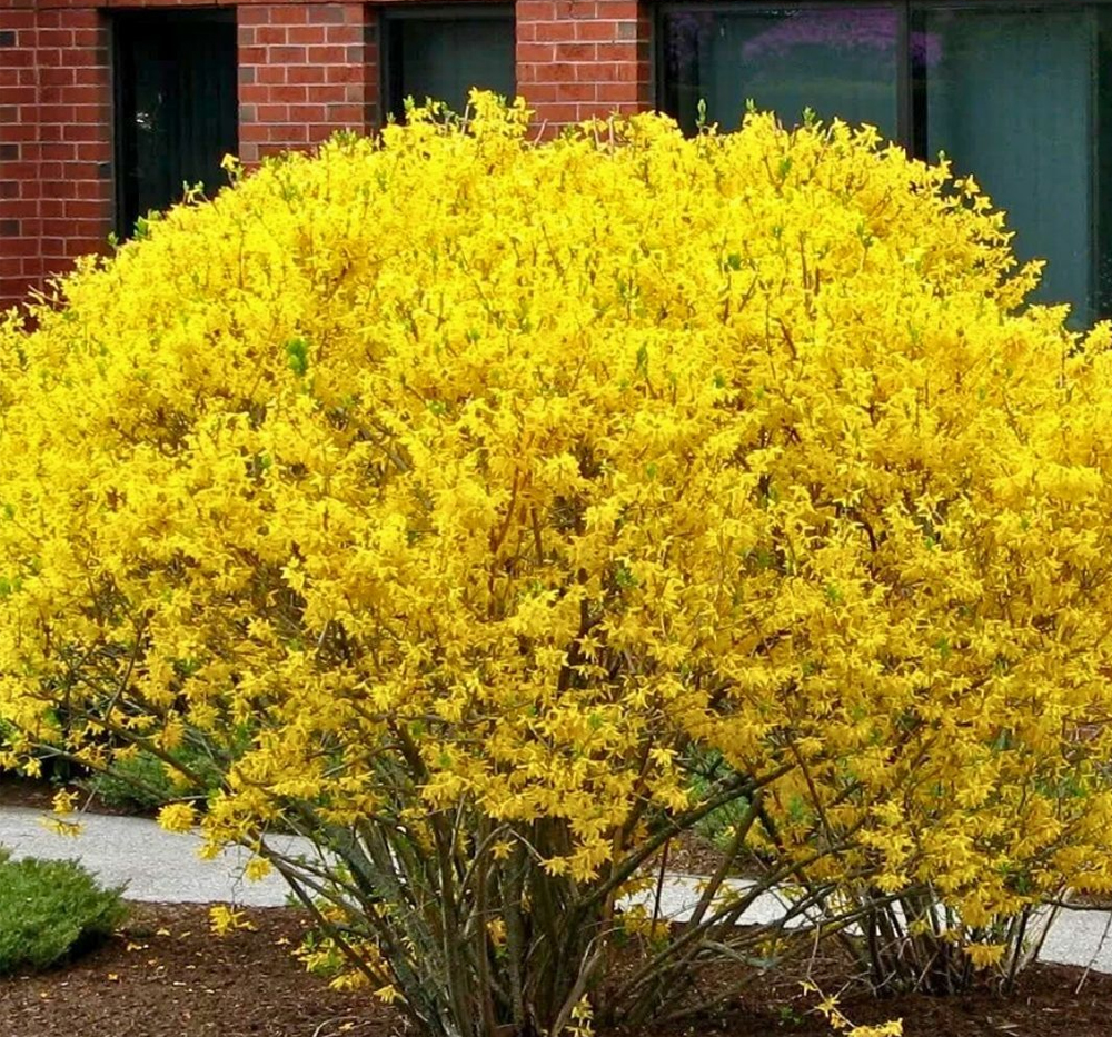 Altınçanağı (Forsythia intermedia)