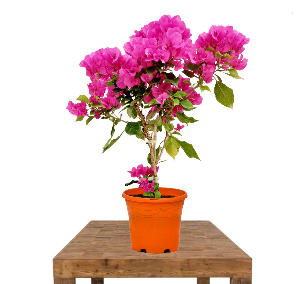Begonvil (Gelin Duvağı) (Bougainvillea ssp.)