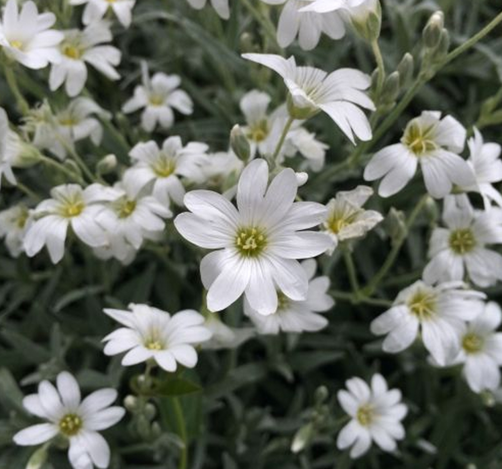 Beyaz Çiçekli Fare Kulağı (Cerastium tomentosum)