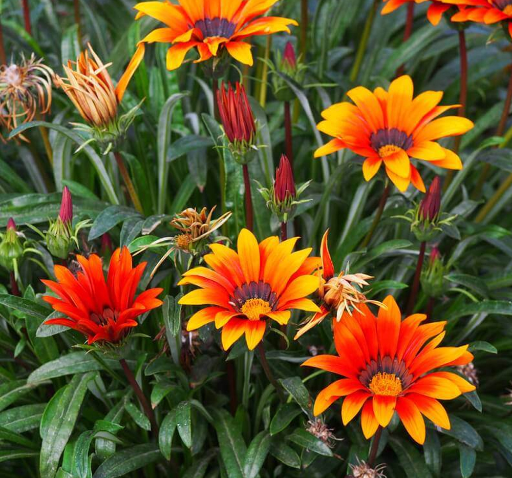 Gazanya (Gazania)