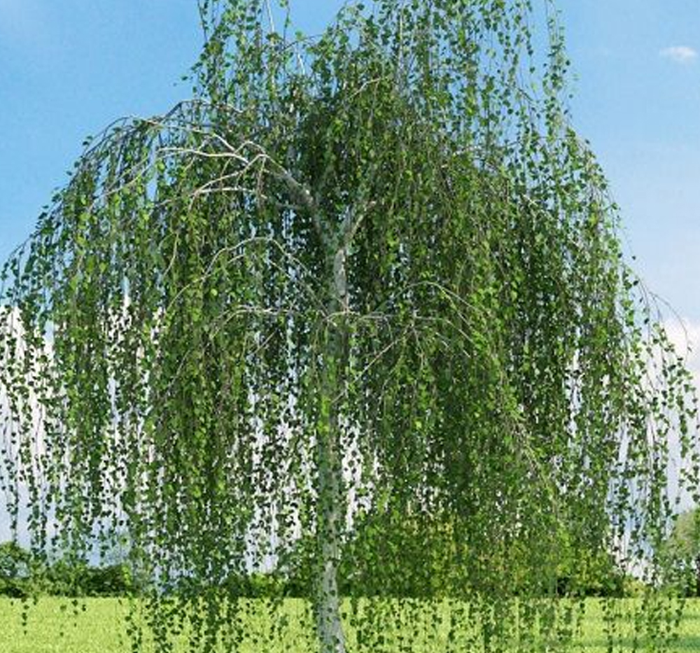 Süs Eriği (Aşılı) (Prunus cerasifera-atropurpurea)