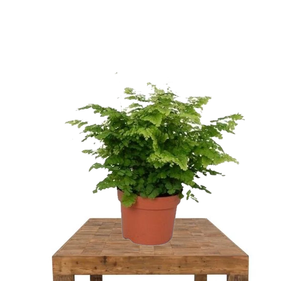 Kuşkonmaz (Asparagus ssp.)