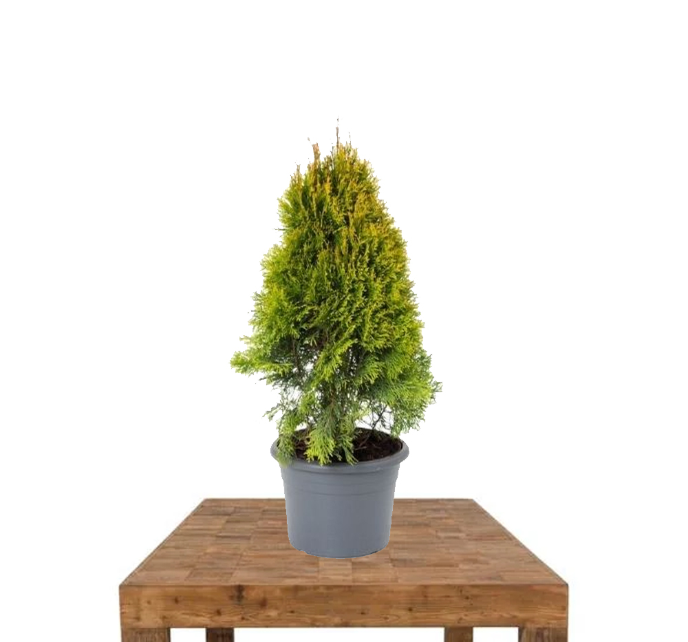 Mazı (Pramit Altuni ) (Thuja orientalis pyramidalis aurea )