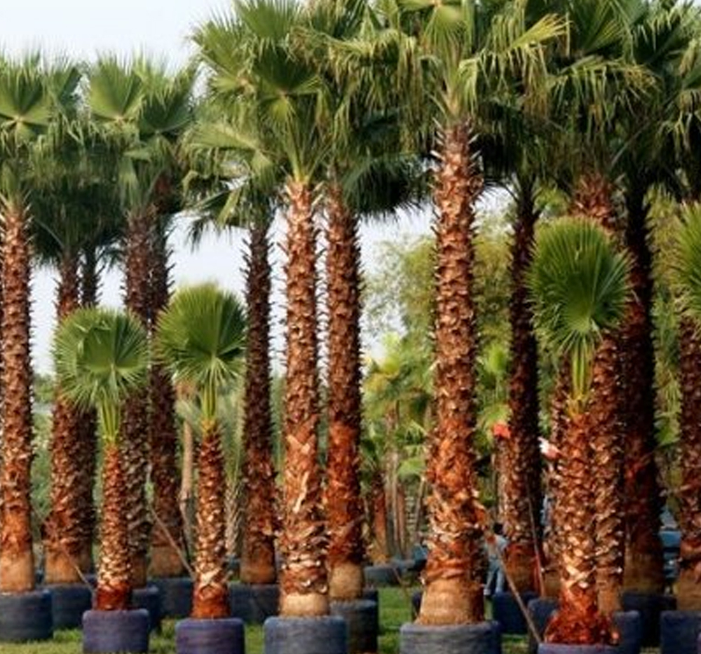 Meksika Yelpaze Palmiyesi (Washingtonia robusta)