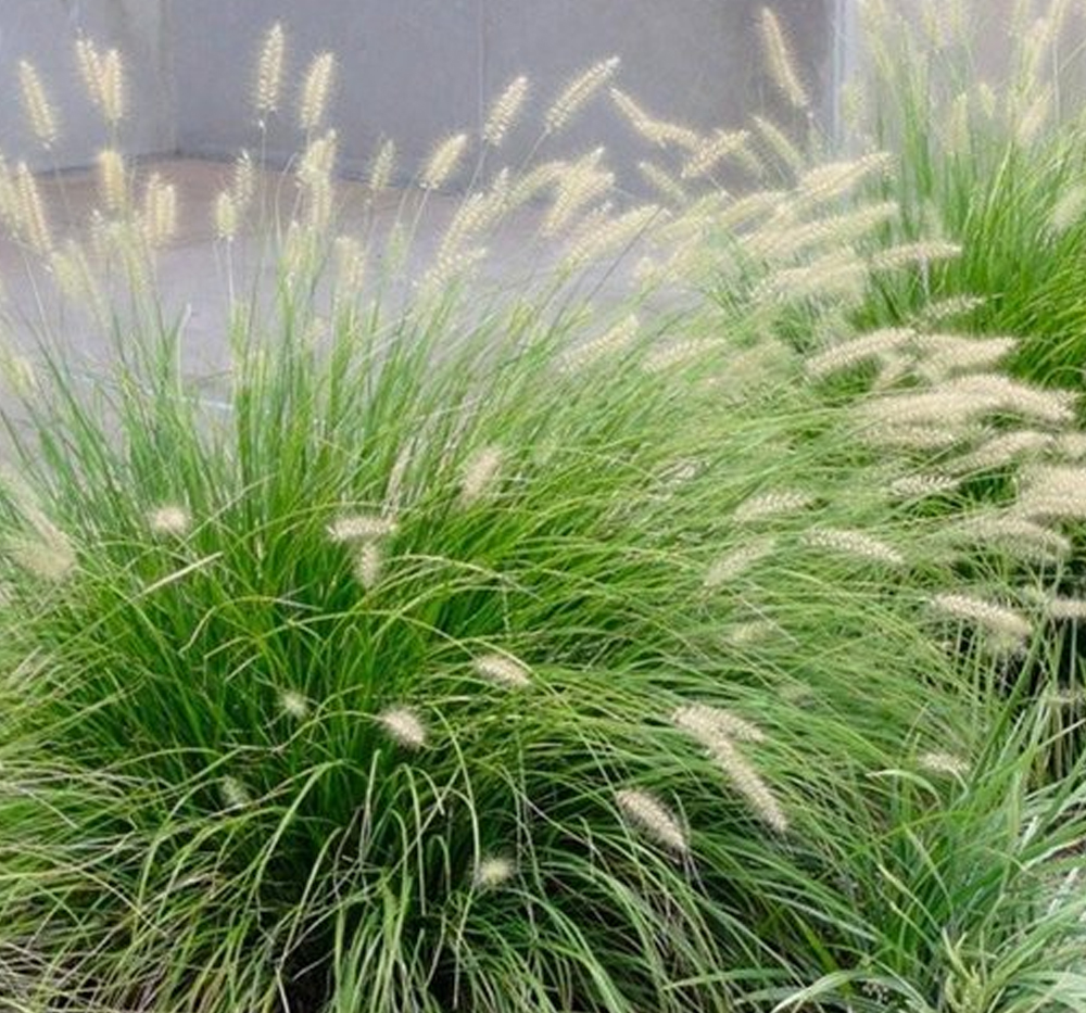 Pennisetum, yeşil püskül saz (Pennisetum setaceum )