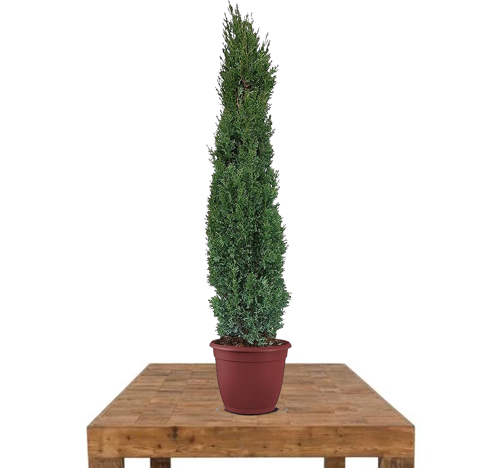 Servi (Yeşil Sütun) (Cupressus sempervirens"Totem")