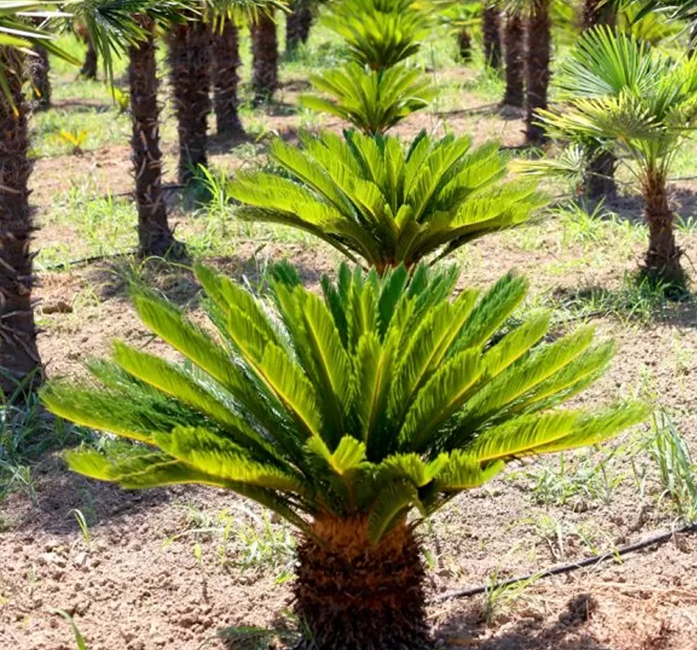 Sikas (Kraliçe sago) (Cycas circinalis)