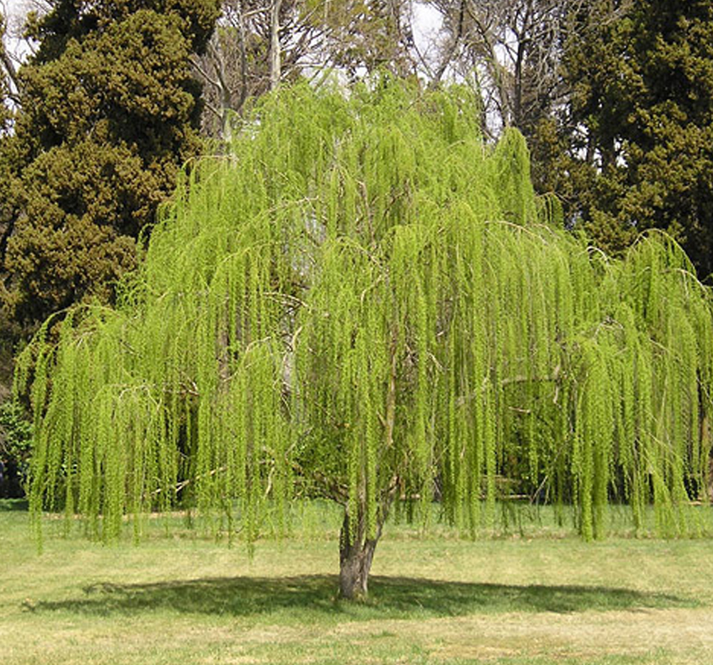 Söğüt (Sarkık) (Salix babylonica)