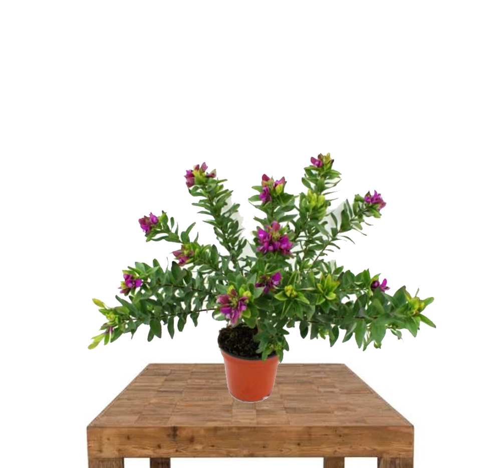 Süt Otu (Polygala myrtifolia)