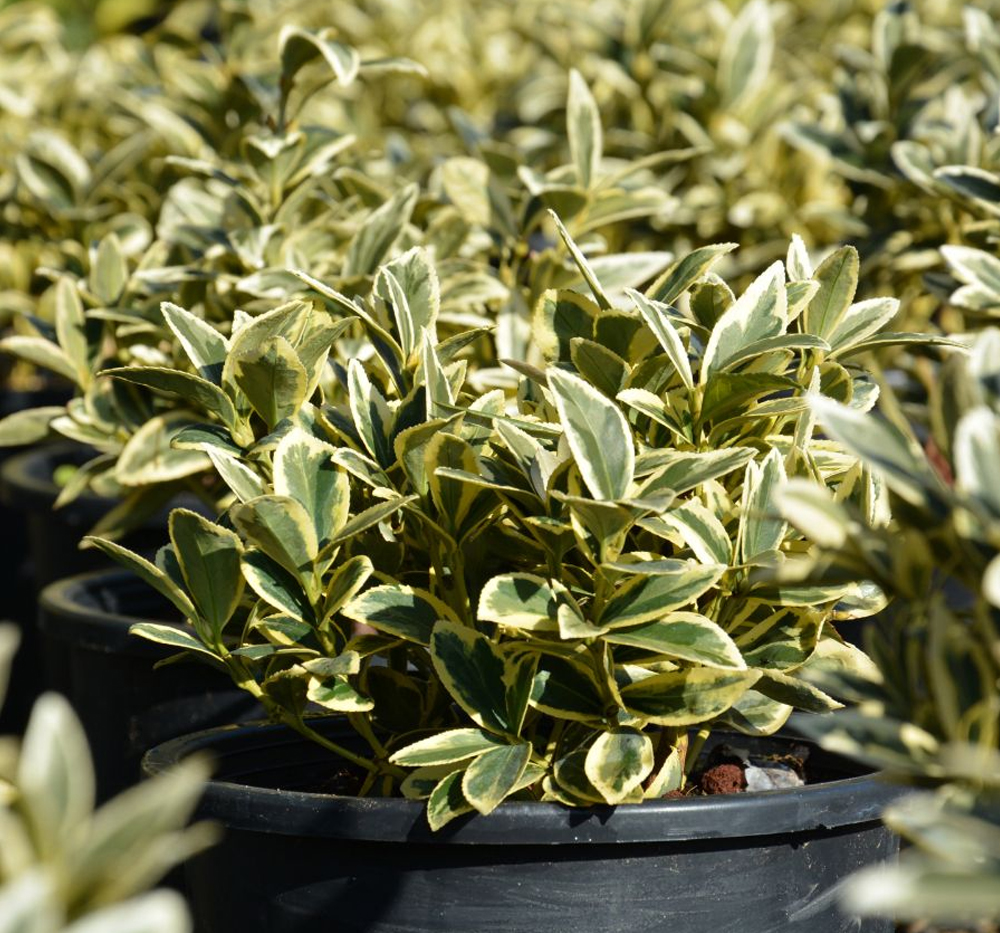 Taflan (Alacalı Küçük Yap.) (Euonymus japonica microphyllus--Aureovariegata-)