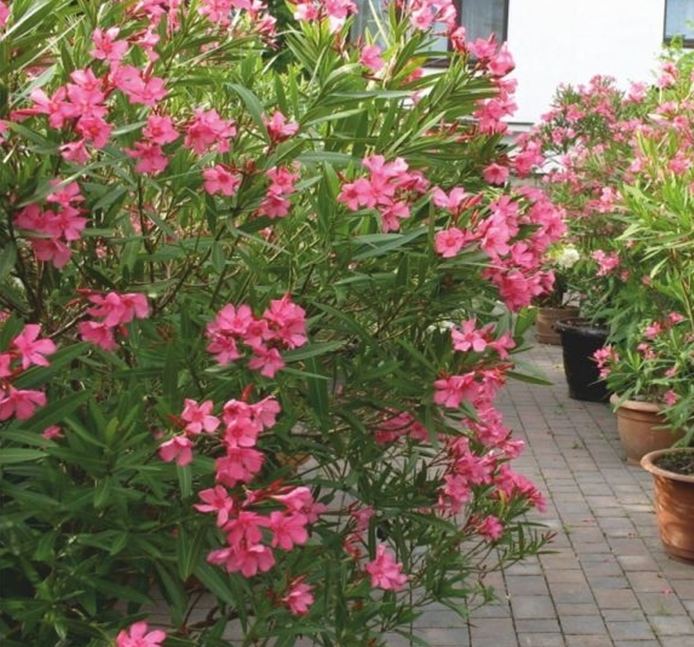 Zakkum (Nerium oleander)