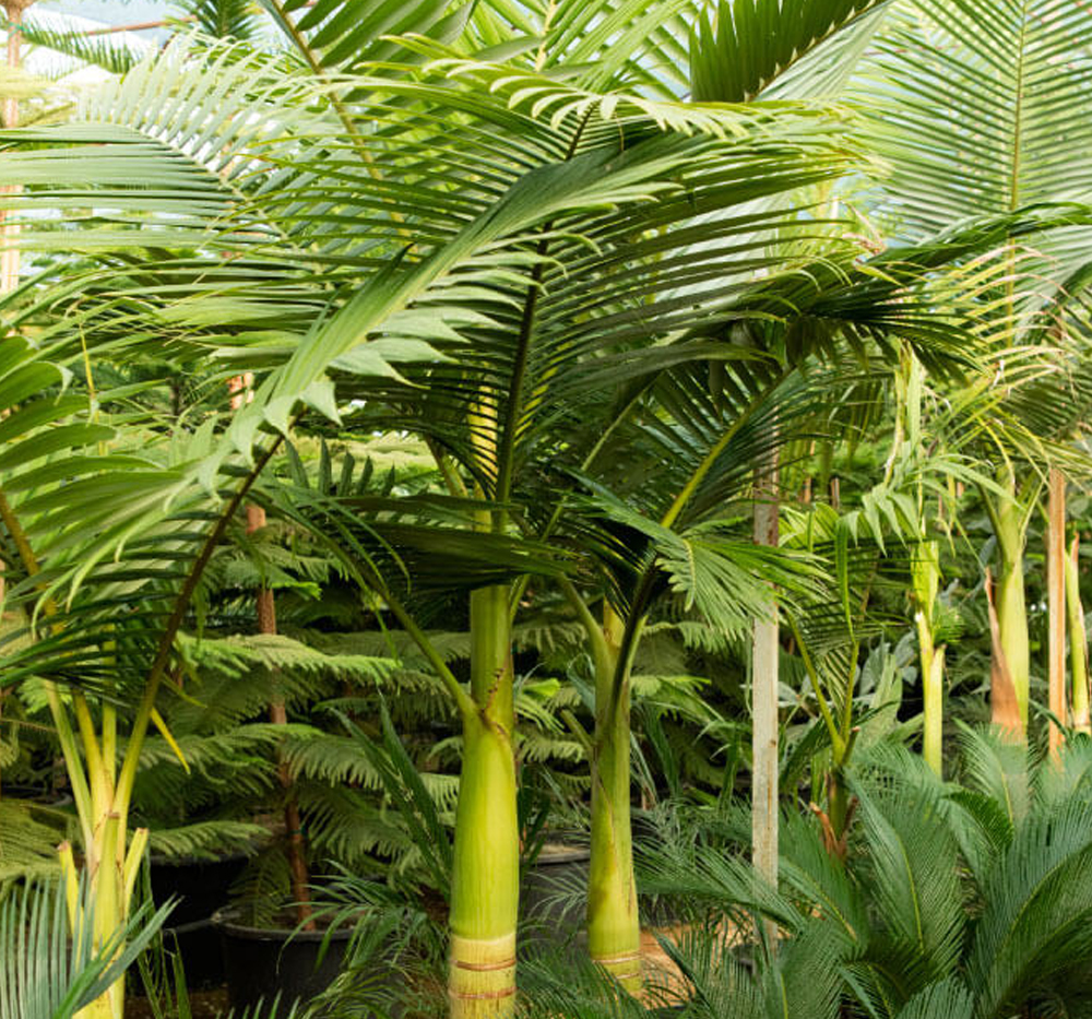 Kral Palmiyesi (Roystonea regia)
