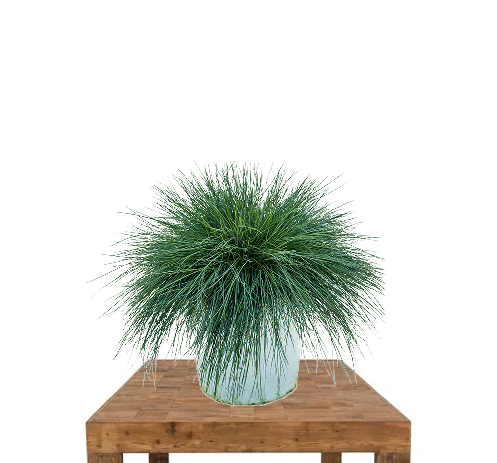 Mavi çim (Festuca glauca)